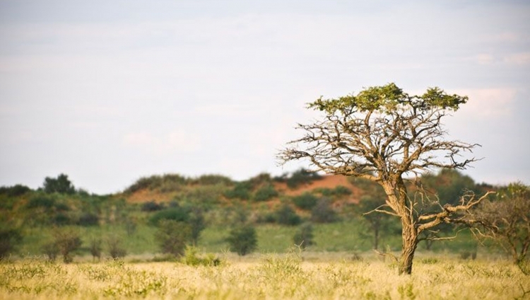 Kalahari Red Dunes Lodge - die Kalahari kann 